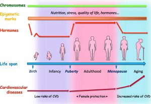 Kilo yönetiminde cinsiyet avantajı var mı? -  - Sağlıklı Yaşam, Sağlıklı Beslenme, Online Diyetisyen, Obezite, Metabolizma, Kalori, Kadın, Fit Vücut, Erkeek, Diyet, Ankara diyetisyen